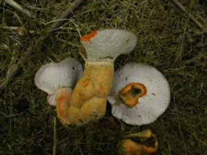 Hypomyces lateritius.JPG