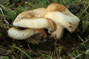 IMG_0795m.jpg