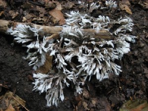 IMG_1015[1].jpg