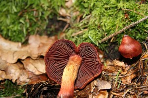 IMG_1149.jpg