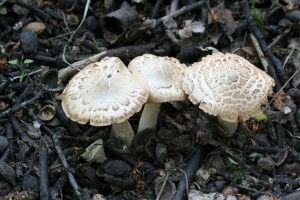 IMG_1172.jpg