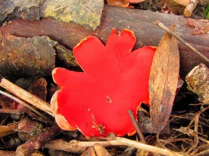 IMG_1302.jpg