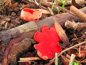 IMG_1303.jpg