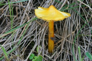 IMG_1308.jpg