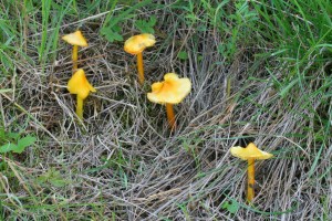 IMG_1311.jpg