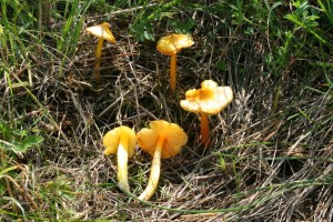 IMG_1314.jpg