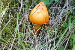 IMG_1316.jpg