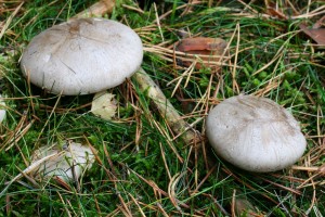 IMG_1530.jpg