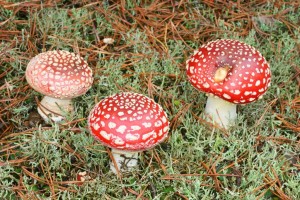 IMG_1600.jpg