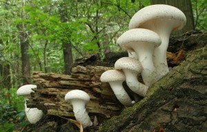 IMG_1866uoz.jpg