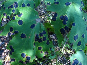 IMG_1877.jpg