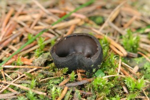 IMG_2114.jpg