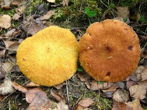 IMG_2335.jpg