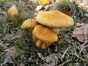 IMG_2359.jpg