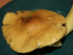 IMG_2600.jpg