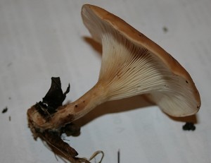 IMG_2620.jpg
