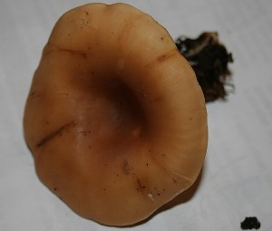IMG_2621.jpg