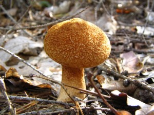 IMG_3193.jpg
