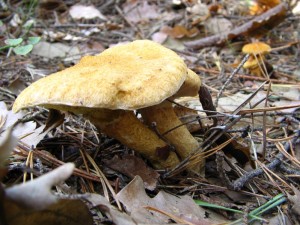 IMG_3194.jpg