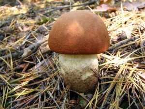 IMG_3233.jpg