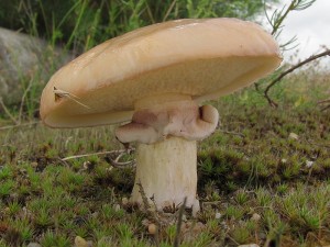 IMG_3548.jpg