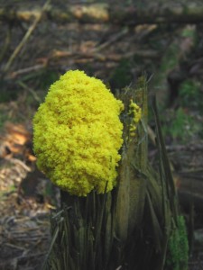 IMG_4551.jpg