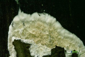 IMG_4833.JPG