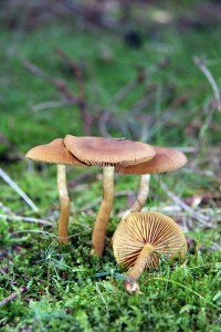 IMG_6697.jpg