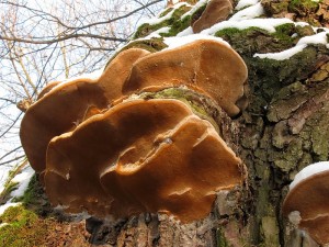 IMG_6956.jpg