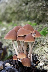 IMG_7028.jpg