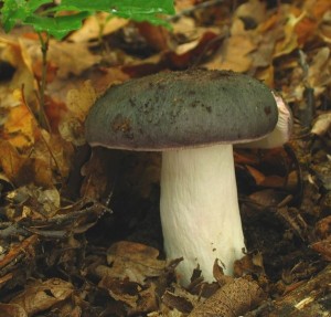 IMG_russula cya2.jpg