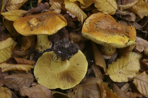 IMGP7777---Cortinarius-auri.jpg