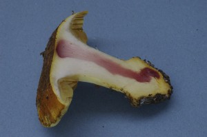 IMGP7825---Cortinarius-auri.jpg