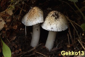 Inocybe erubescens2.jpg