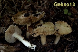 Inocybe erubescens3.jpg