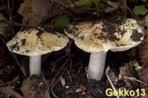 Inocybe erubescens.jpg