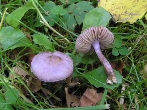 Inocybe_geophylla2.JPG