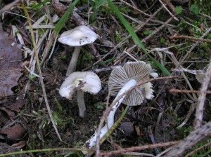 Inocybe_geophylla.JPG