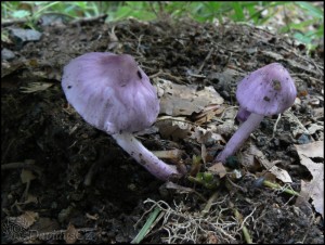 Inocybe geophylla var. lilacina.jpg