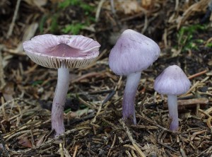 Inocybe geophylla var. lilacina.jpg