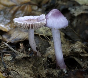 Inocybe geophylla var. lilacina (3).jpg