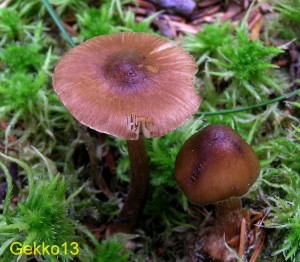 Inocybe_napipes2.JPG