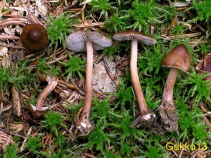 Inocybe_napipes.JPG