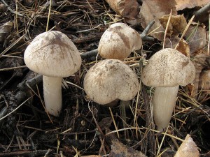 irvka edoemlov-Tricholoma scalpturatum.JPG