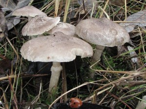 irvka kroukat-Tricholoma cingulatum1.jpg