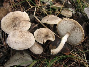 irvka kroukat-Tricholoma cingulatum.jpg