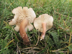 irvka masov-Calocybe carnea 1.jpg