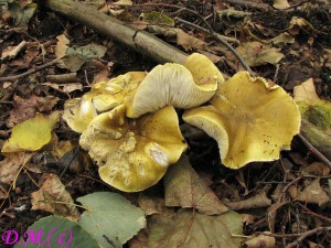 irvka olivov hnd-Tricholoma viridilutescens.jpg