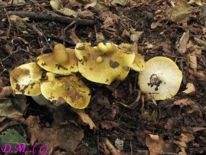 irvka olivov hnd-Tricholoma viridilutescens 2.jpg