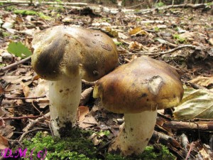 irvka olivov hnd-tricholoma viridilutescens 6.jpg